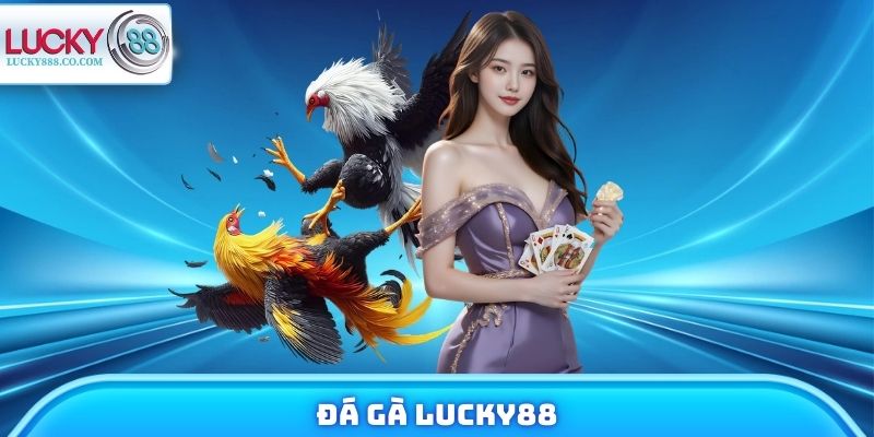 Đá Gà Lucky88 - Xem Chiến Kê Trực Tuyến, Đặt Cược 24/7 - SLOTVANTA69